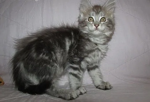 MAINE COON - kociaczki FPL/FIFE, Koty maine coon
