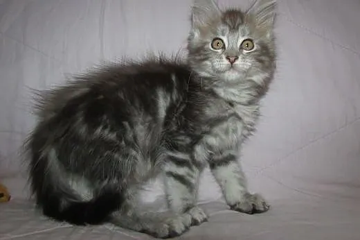 MAINE COON - kociaczki FPL/FIFE,  Koty maine coon 