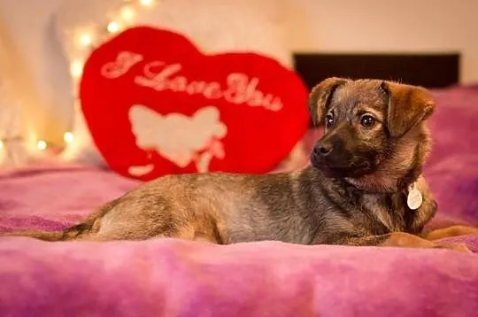 Lala, 5 miesięczny SZCZENIAK do pokochania!, Mazowieckie, Warszawa