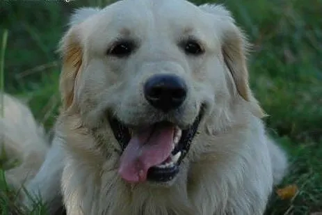 Rico 3  letni Golden szuka domu,  Golden retriever cała Polska