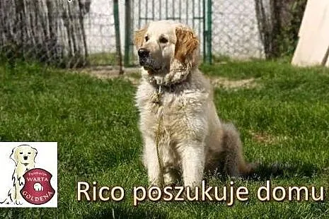 Rico 3  letni Golden szuka domu,  Golden retriever