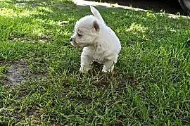 Szczenięta West Highland White Terrier terrier