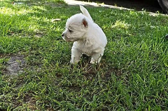 Szczenięta West Highland White Terrier terrier, Pomorskie, Gościszewo