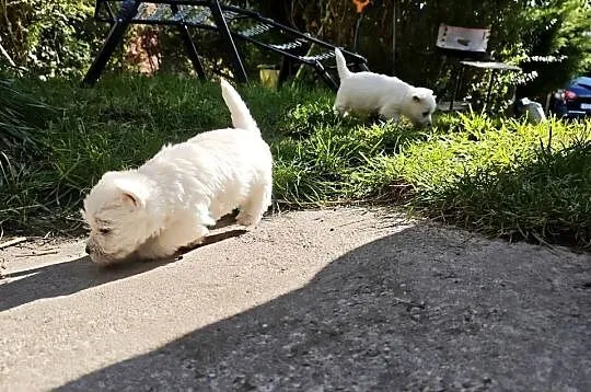 Szczenięta West Highland White Terrier terrier, Pomorskie, Gościszewo