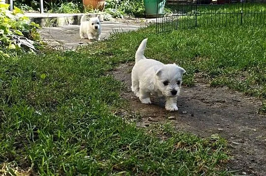 Szczenięta West Highland White Terrier terrier, Pomorskie, Gościszewo