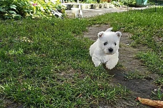 Szczenięta West Highland White Terrier terrier, Pomorskie, Gościszewo