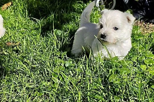 Szczenięta West Highland White Terrier terrier, Pomorskie, Gościszewo