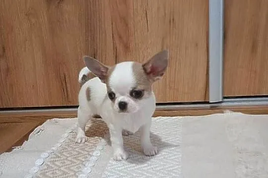 Chihuahua piękny chłopczyk, Łódzkie, Kleszczów