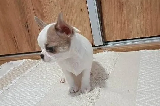 Chihuahua piękny chłopczyk, Łódzkie, Kleszczów