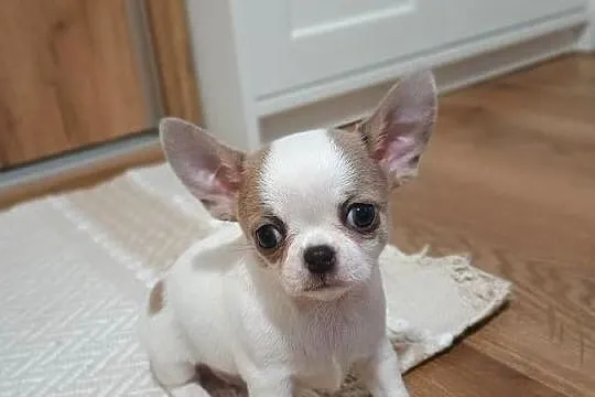 Chihuahua piękny chłopczyk, Łódzkie, Kleszczów