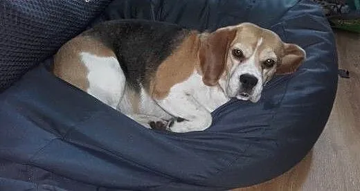 Beagle suczka, warmińsko-mazurskie Olsztyn