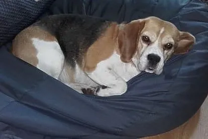 Beagle suczka, warmińsko-mazurskie Olsztyn