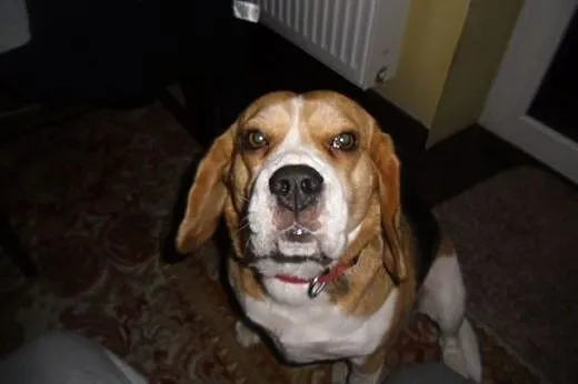 Beagle suczka,  warmińsko-mazurskie Olsztyn