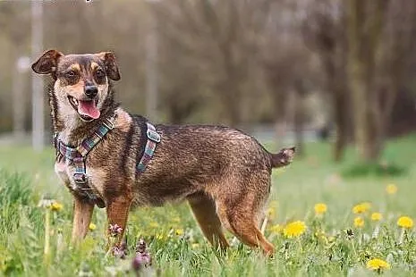 JAGA i JURA - młode, DZIECIOLUBNE, 12 kg suczki - LUBIĄ KOTY,,  małopolskie Kraków