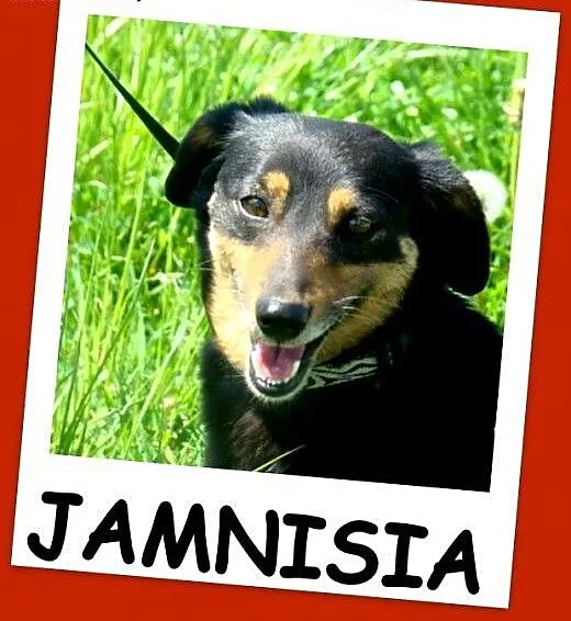Delikatna JAMNISIA w typie jamnika,waga 7 kg,grzec