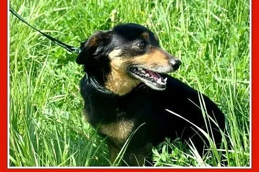 Delikatna JAMNISIA w typie jamnika,waga 7 kg,grzec