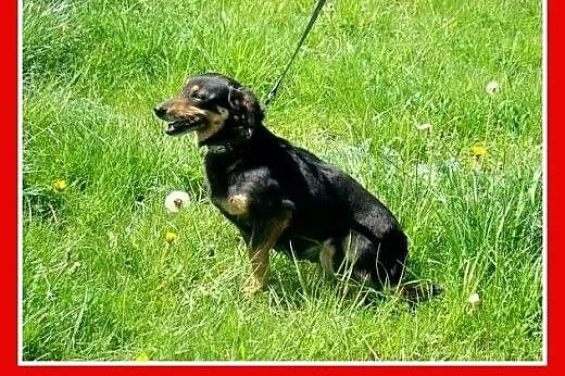 Delikatna JAMNISIA w typie jamnika,waga 7 kg,grzec