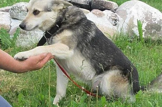 Bezproblemowy Szarik szuka swojej rodziny!,  Kunde