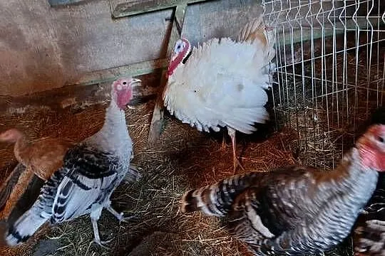Indyki, Kujawsko-pomorskie, Młynek