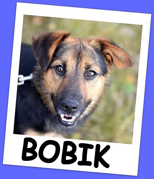Aktywny,waga 10 kg,przyjazny,kontaktowy pies BOBIK