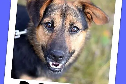 Aktywny,waga 10 kg,przyjazny,kontaktowy pies BOBIK_Adopcja