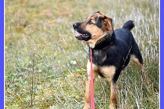 Aktywny,waga 10 kg,przyjazny,kontaktowy pies BOBIK