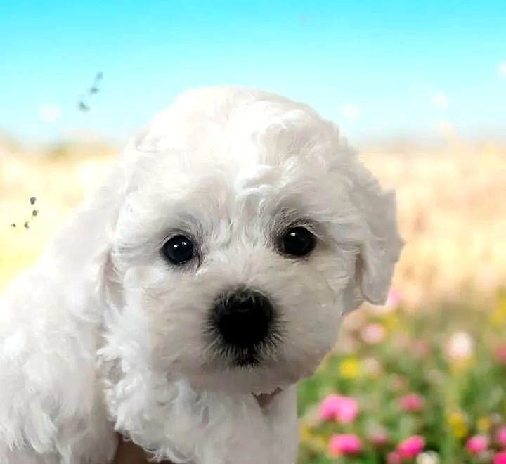 Bichon frise Fci, Śląskie, Toszek
