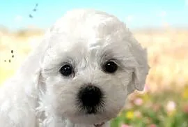 Bichon frise Fci