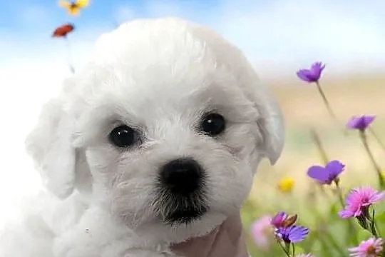 Bichon frise Fci, Śląskie, Toszek