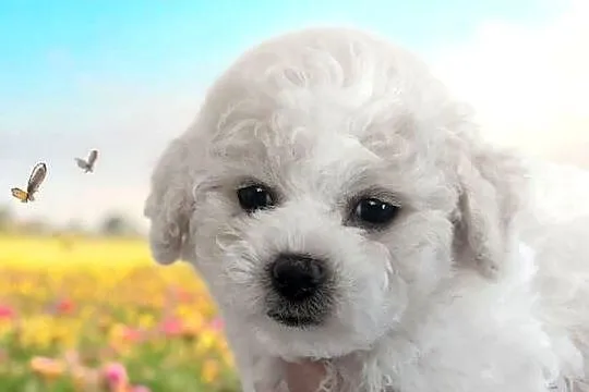 Bichon frise Fci, Śląskie, Toszek