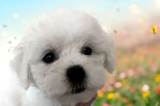 Bichon frise Fci, Śląskie, Toszek