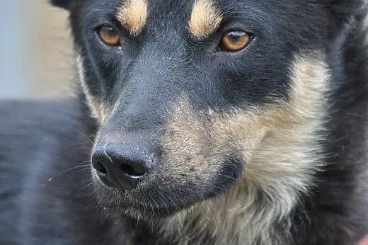 Baguś- ten cudny facet szuka domku!,  mazowieckie 