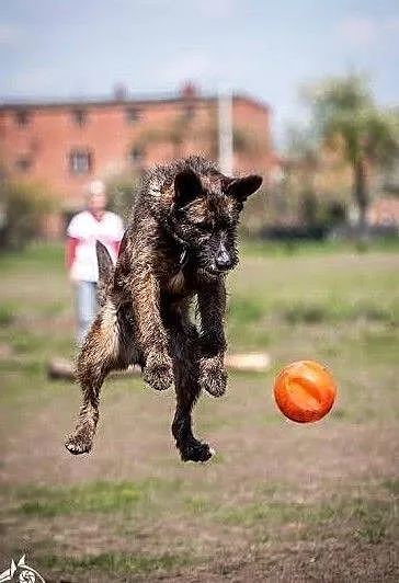 Przyjazna i chętna do zabawy Londi poleca się do adopcji, Śląskie, Katowice