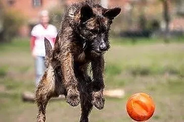 Przyjazna i chętna do zabawy Londi poleca się do adopcji, Śląskie, Katowice