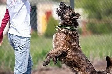 Przyjazna i chętna do zabawy Londi poleca się do adopcji, Śląskie, Katowice