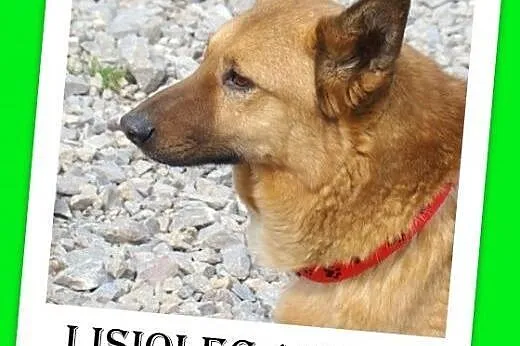 Jamnikowaty,na krótkich łapkach,łagodny,rudy pies LISIOLEC.Adopcja,  dolnośląskie Wrocław