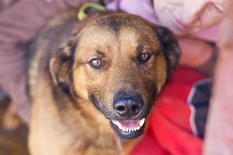 Przyjacielski, kochany, duży psiak :) adoptuj! ,  mazowieckie Warszawa