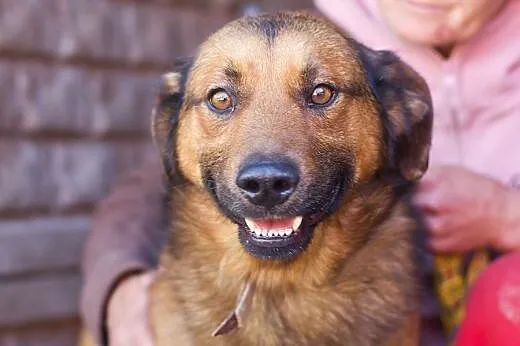 Przyjacielski, kochany, duży psiak :) adoptuj! ,  