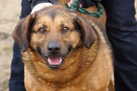 Przyjacielski, kochany, duży psiak :) adoptuj! ,  