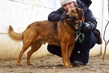 Przyjacielski, kochany, duży psiak :) adoptuj! ,  