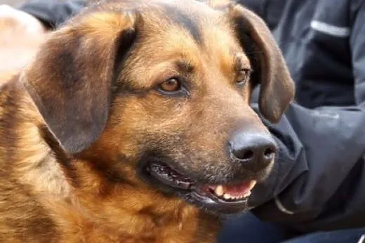 Przyjacielski, kochany, duży psiak :) adoptuj! ,  