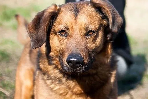 Przyjacielski, kochany, duży psiak :) adoptuj! ,  