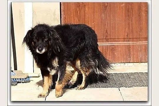 Średni,spokojny,grzeczny,do domu z ogródkiem,zaszczepiony piesekTAPIŚ.Adopcja.
