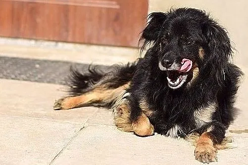 Średni,spokojny,grzeczny,do domu z ogródkiem,zaszczepiony piesekTAPIŚ.Adopcja., Łódzkie, Łódź