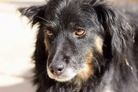 Średni,spokojny,grzeczny,do domu z ogródkiem,zaszczepiony piesekTAPIŚ.Adopcja., Łódzkie, Łódź