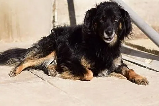 Średni,spokojny,grzeczny,do domu z ogródkiem,zaszczepiony piesekTAPIŚ.Adopcja., Łódzkie, Łódź
