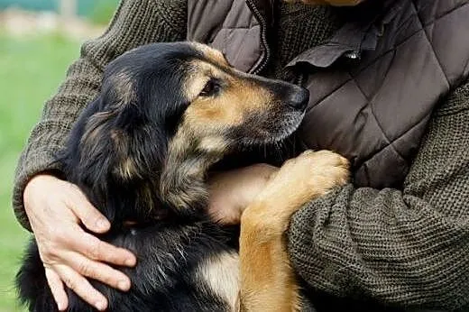 Aria owczarkowata młoda sunia do adopcji!,  Kundel
