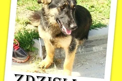 9mies. 15kg owczarek nemiecki na krótkich łapach,s