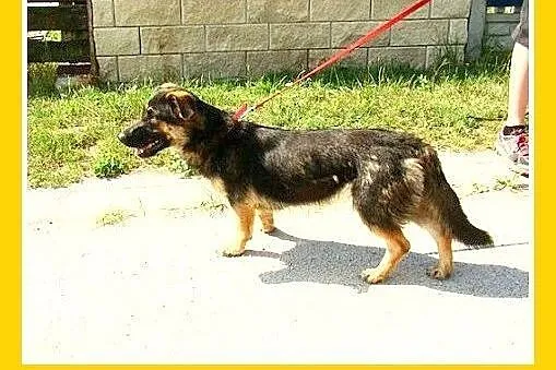 9mies. 15kg owczarek nemiecki na krótkich łapach,s