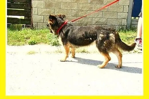 9mies. 15kg owczarek nemiecki na krótkich łapach,s
